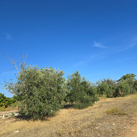 Terreno nel centro abitatto