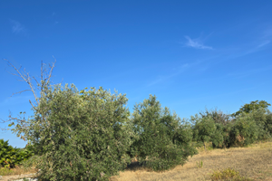 Terreno nel centro abitatto