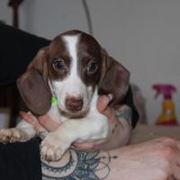 Bassotto Nano piebald