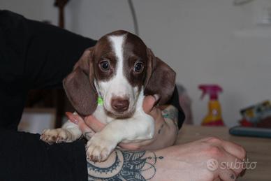 Bassotto Nano piebald