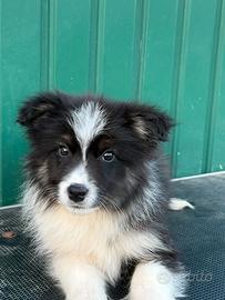 Border collie