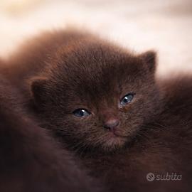 Certosino / sacro di Birmania