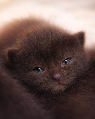 Certosino / sacro di Birmania