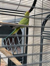 Parrocchetto dal collare