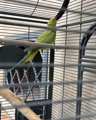 Parrocchetto dal collare