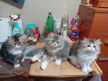Gatto persiano
