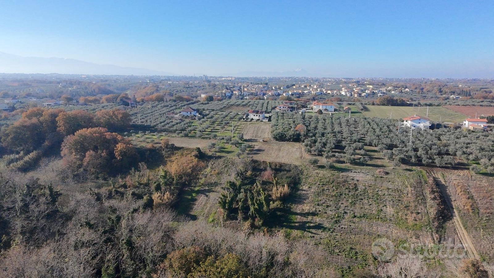 Ampio terreno agricolo di 3,2 Ettari con Uliveto - Vista 6