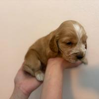 Cucciolo Cocker Spaniel