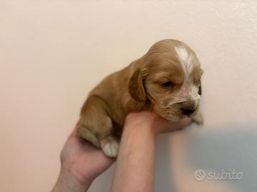 Cucciolo Cocker Spaniel