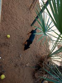 Cane pincher