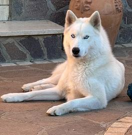 Husky siberiano da monta