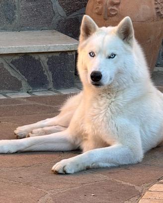 Husky siberiano da monta