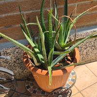 Piante Aloe Vera