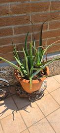 Piante Aloe Vera