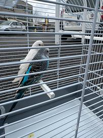 Pappagalli e una gabbia