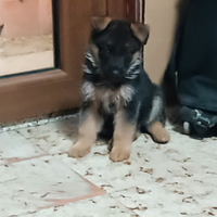 Pastore tedesco vendita