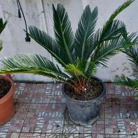 Pianta cycas