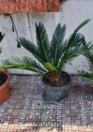 Pianta cycas