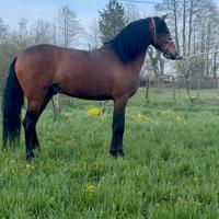 Cavallo andaluso