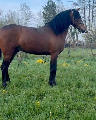Cavallo andaluso