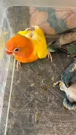 Inseparabili