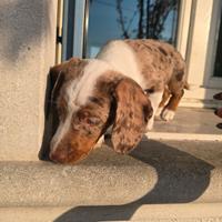 Bassotto nano arlecchino cioccolato e bianco