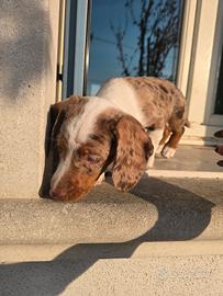 Bassotto nano arlecchino cioccolato e bianco