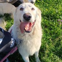 Tony dolce cagnolone di 4 anni sogna la libertà