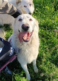 Tony dolce cagnolone di 4 anni sogna la libertà