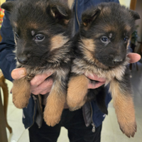 Cuccioli di Pastore Tedesco