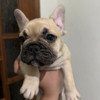 Cuccioli bulldog francese