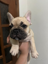 Cuccioli bulldog francese