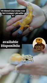 Geco Leopardino