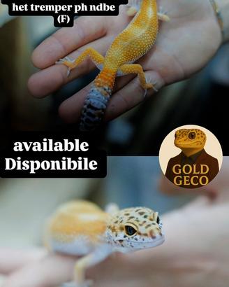 Geco Leopardino