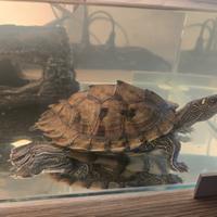 Vendita di Tartarughe, acquario e accessori