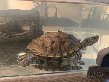 Vendita di Tartarughe, acquario e accessori