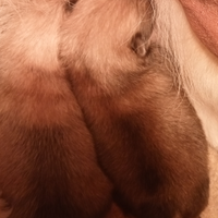 Spitz Pomerania femminucce