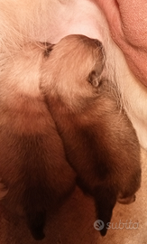 Spitz Pomerania femminucce
