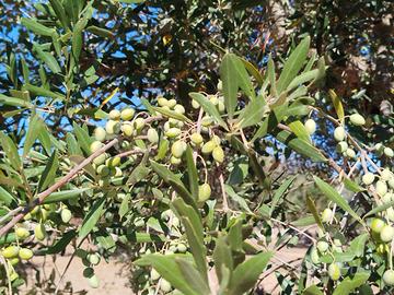 Uliveto con 25 alberi Centenari