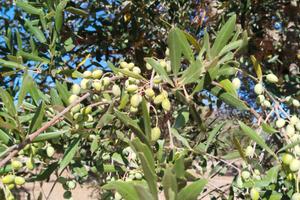 Uliveto con 25 alberi Centenari