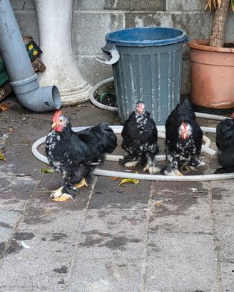 Galline