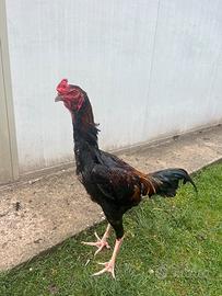 Disponibile Gallo Shamo