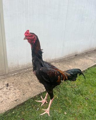 Disponibile Gallo Shamo