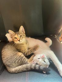 Gattini di 3 mesi vari colori