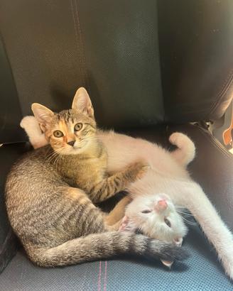 Gattini di 3 mesi vari colori
