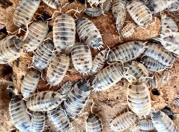 Isopodi Porcellio Levis Dalmatian