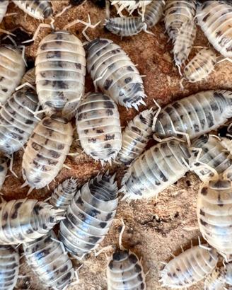 Isopodi Porcellio Levis Dalmatian