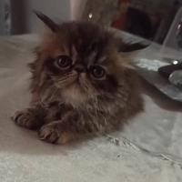 Persiano cucciolo gattino persiano femmina