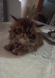 Persiano cucciolo gattino persiano femmina