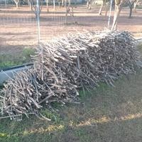 legna ulivo